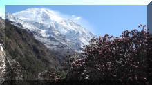 Rhododendron und Langtang II,