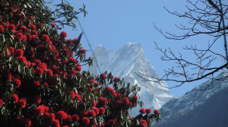 Rhododendren mit Machapuchare im Annapurna