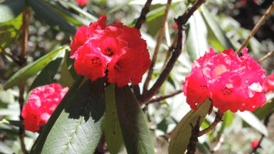 Rhododendren-Blten